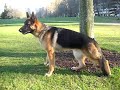 Bueno, aqui teneis a mi perro, q sino fuera pq es un lloron el video molaria, y daria imagen de chico duro pero,,,,,,,,
