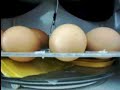incubadora con microondas, volteo con plato
