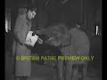 1939 Pathe Newsreel Footage of elephants at Goole docks