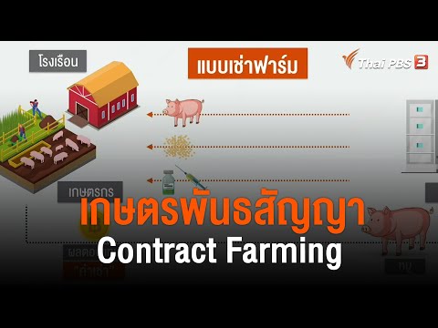 ทำความรู้จัก "เกษตรพันธสัญญา-Contract Farming" จากประเด็นร้อน หมูหน้าฟาร์ม 60 บาท/กก. (19 ม.ค. 65)
