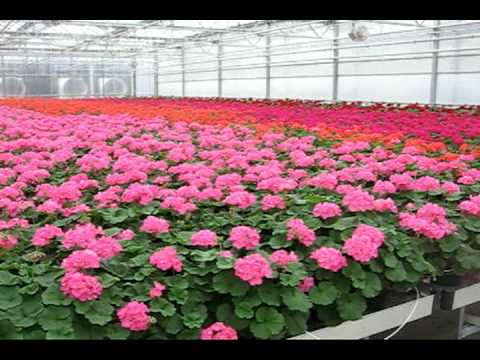 how to cut and replant geraniums