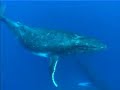 WHALES IN POLYNESIA RURUTU