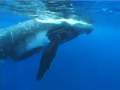 WHALES IN POLYNESIA RURUTU