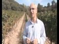 viñas del vero
