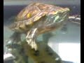 trachemys-scripta-scripta.html