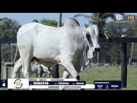 2� DE OLHO NA FAZENDA NELORE SESMARIAS