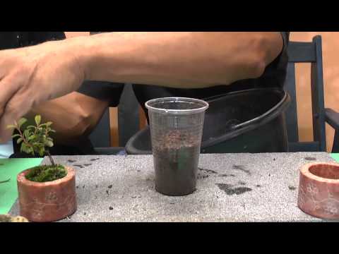 Pfirsich durch Samen Vermehren. Pflanzenvermehrung