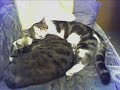 cats-stubentiger.html