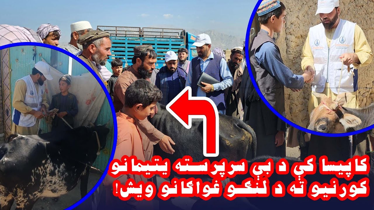 10 Milking Cow distributed to 10 orphan families in Kapisa province on  26 - Sep-2022.