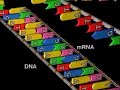 RNA Structure