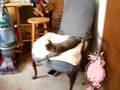 Homemade Kitty-Sitter