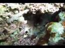 Octopus cyanea Gray Octopus cyanea Gray