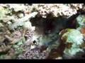 Octopus cyanea Gray