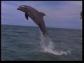 Harun Yahya - 2 Technology in Nature | Education Videos,education-videos free online video