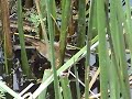 Trabajador Wren-like rush-bird  Laguna El Peral