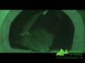 Pleco laying eggs (nightshot), プレコが産卵する瞬間(赤外線カメラ利用)