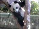 live web cam from san diego zoo shows cub zhen sharing a moment with her mom, bai yun.