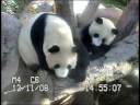 live web cam from san diego zoo shows cub zhen sharing a moment with her mom, bai yun.