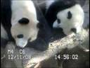 live web cam from san diego zoo shows cub zhen sharing a moment with her mom, bai yun.