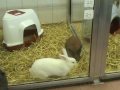 Tierschicksal-TV: Kaninchen aus dem Lüneburger Tierheim