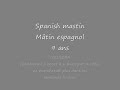 Mâtin espagol avec dysplasie de hanche