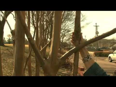 how to fertilize crape myrtle trees