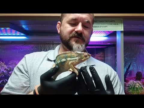 YouTube reptile video