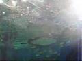 Shinagawa Aquarium