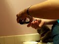 Hometesting Blood Glucose Levels for Feline Diabetes Hometesting Blood Glucose Levels for Feline Diabetes