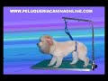 peluqueria canina cursos en perros poodle caniche