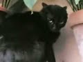 nerone sestu