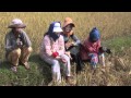 Rice harvest, Takeo Province, Cambodia, December 2010