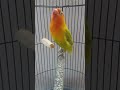 Lovebird Ngekek Jaran Goyang (ADZKIA SF)