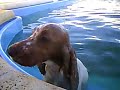 perro chiqui top