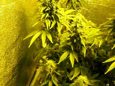 how to grow ak48 indoors