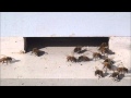Honey Bees