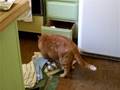 Jack the cat
