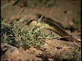 Snake in the evils shadow I Pakistan Snake in the evils shadow I Pakistan