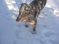 Extreme Snow Shoeing at Pawsitive Vybe