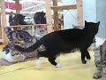 Kittens and cats at the mall Kittens and cats at the mall