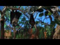 Click here to watch this video Na Veiveisau ni Draki E Okati Keda Kece - Fijian