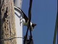 Cat Stuck On A Power Pole Cat Stuck On A Power Pole