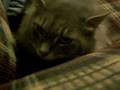 videos de Cat hates me