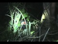 Back in the woods coon Hunting 5 trees alot of coons