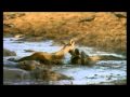 Lion Crocodile attack