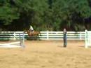 Heidi....3 year old Oldenburg Mare