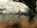 videos de Mini Mouse stuck on a rock island