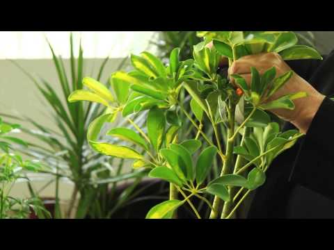 how to replant a schefflera