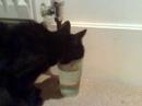 Unusual moggy drinking technique Unusual moggy drinking technique
