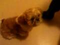 videos de Fudge the puppy